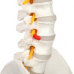 Vertebral Column, Flexible